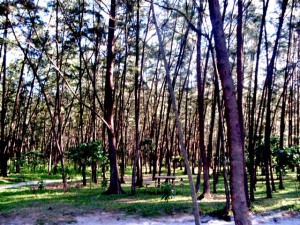 Pine trees galore